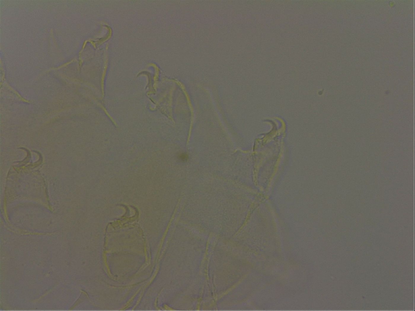 Diploechiniscus oihonnae image