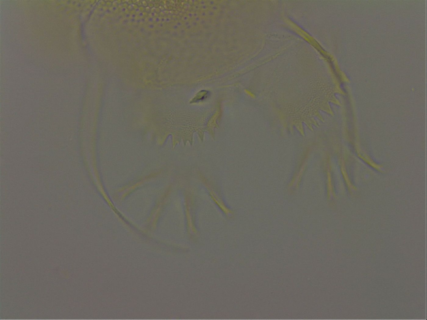 Diploechiniscus oihonnae image