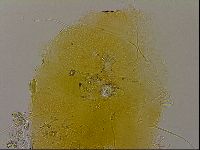 Diploechiniscus oihonnae image