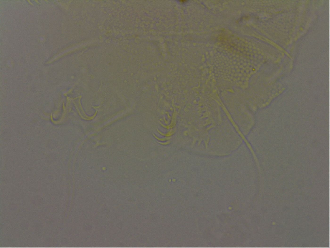 Diploechiniscus image