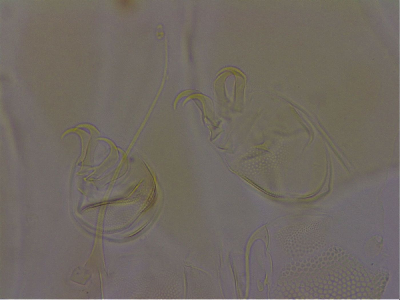Diploechiniscus oihonnae image