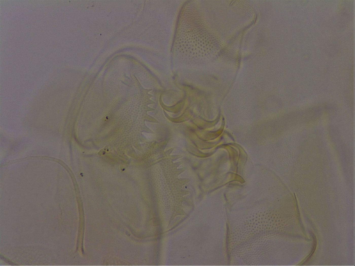 Diploechiniscus image