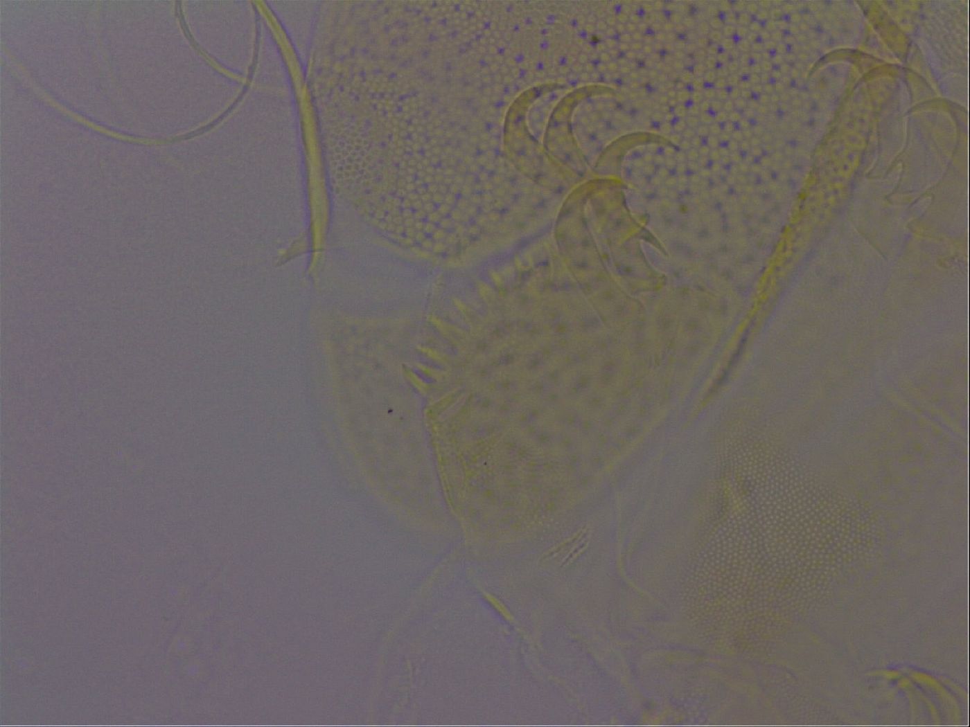 Diploechiniscus oihonnae image