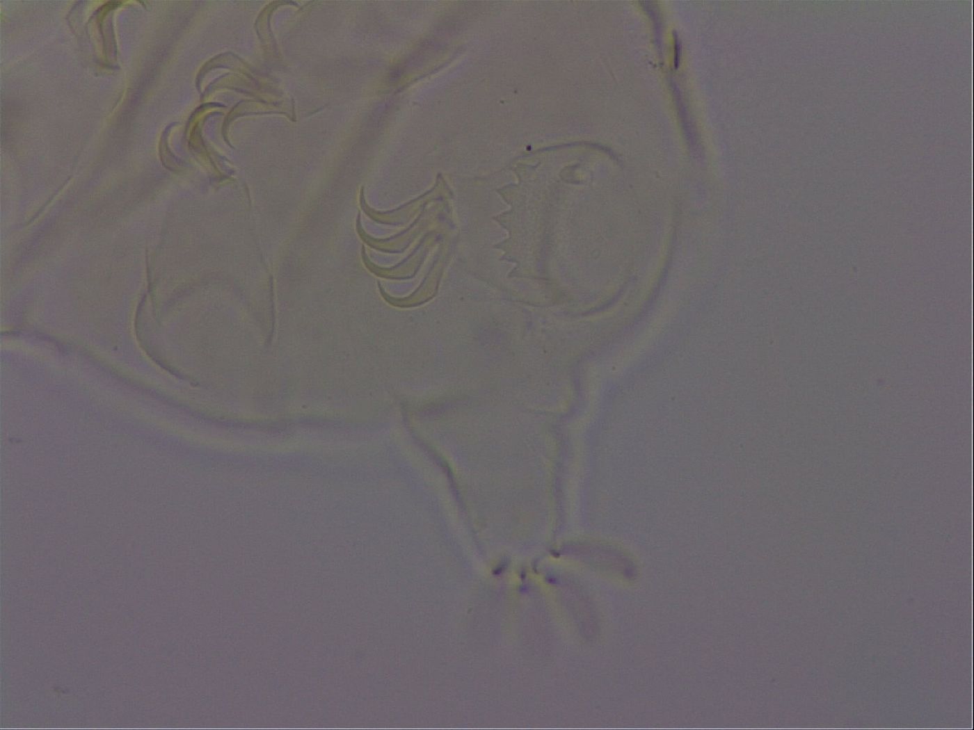 Echiniscus phocae image