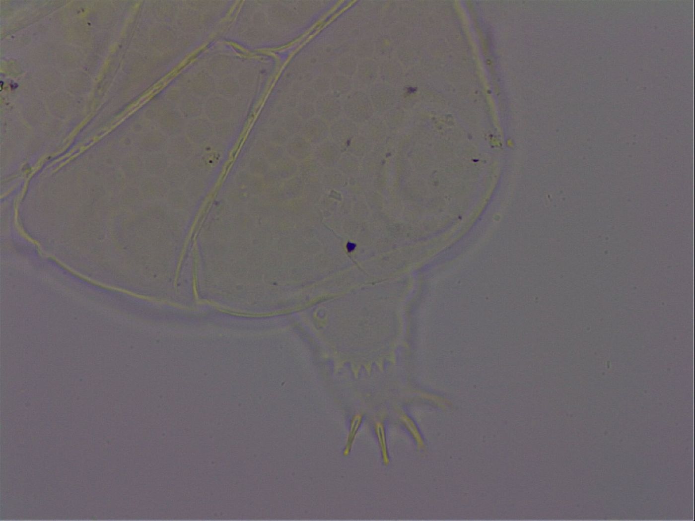 Echiniscus phocae image