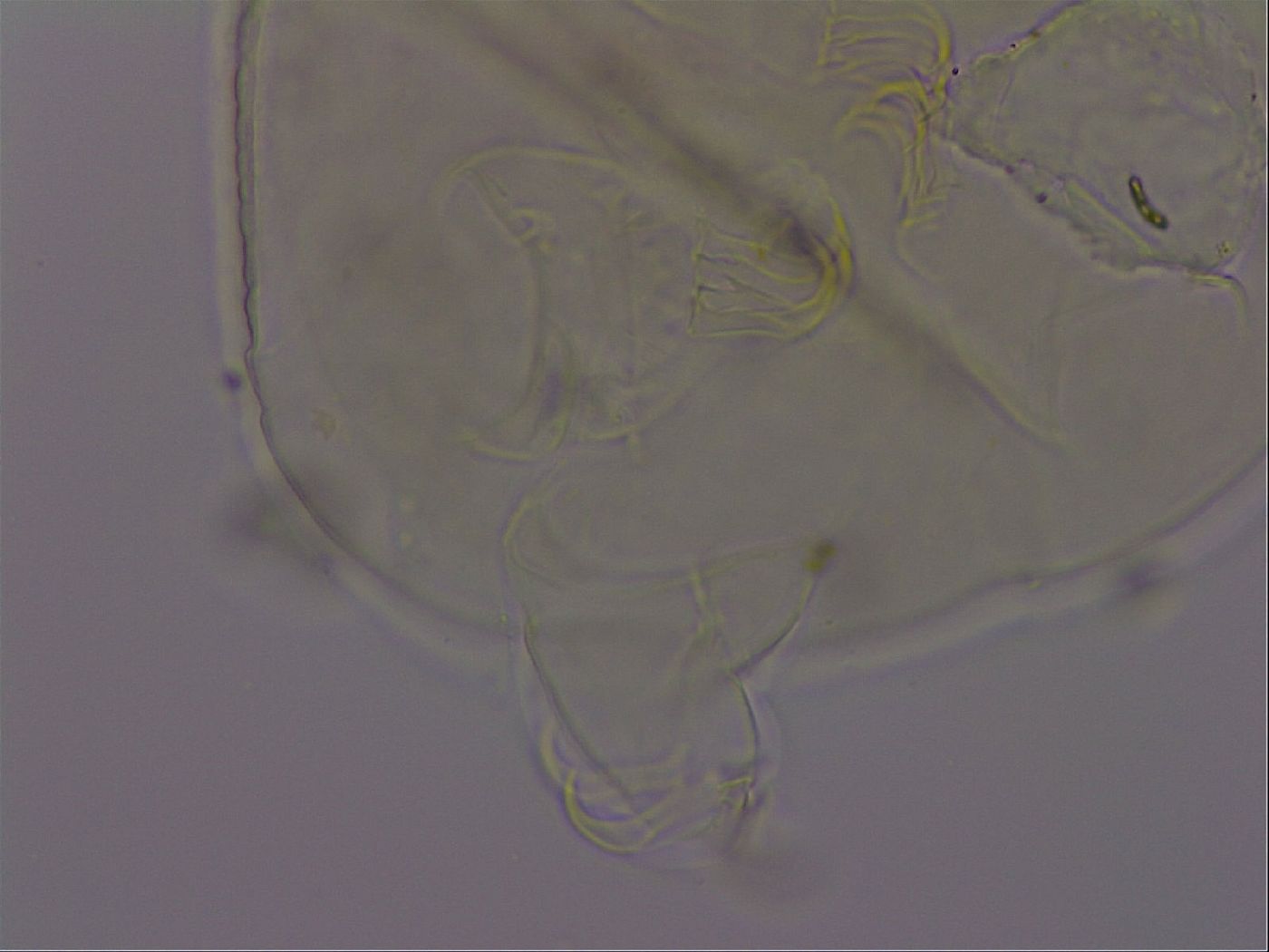 Echiniscus phocae image