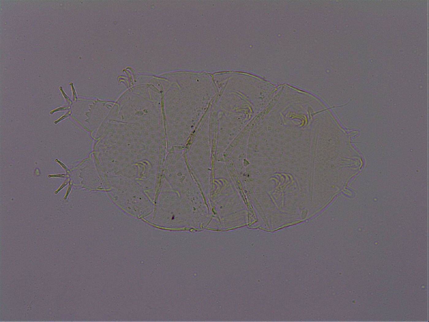 Echiniscus phocae image