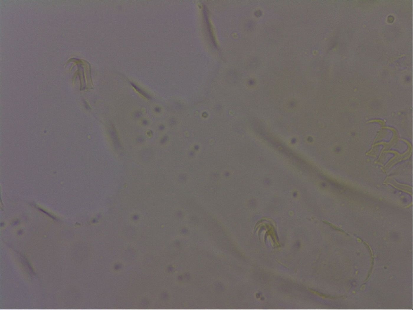 Echiniscus porabrus image