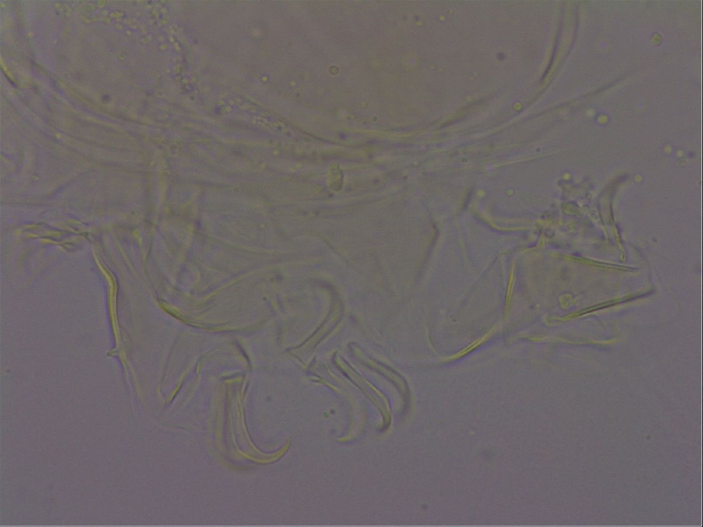 Echiniscus quadrispinosus image