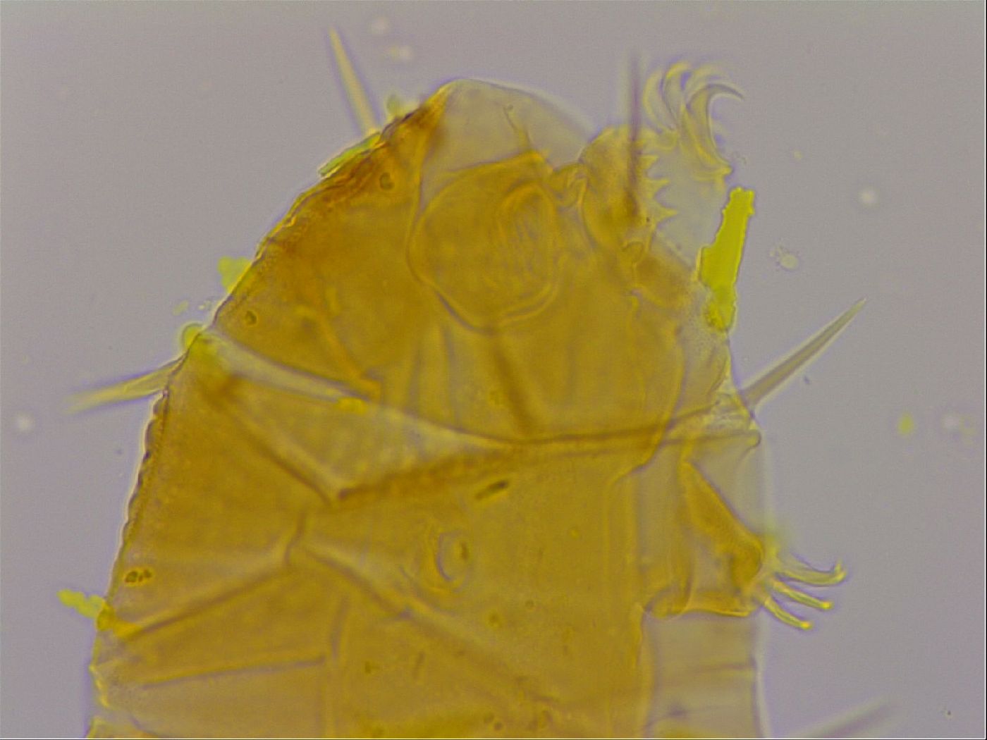 Echiniscus quadrispinosus image