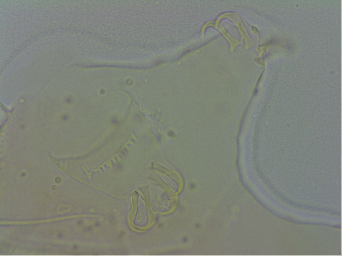 Echiniscus spiniger image