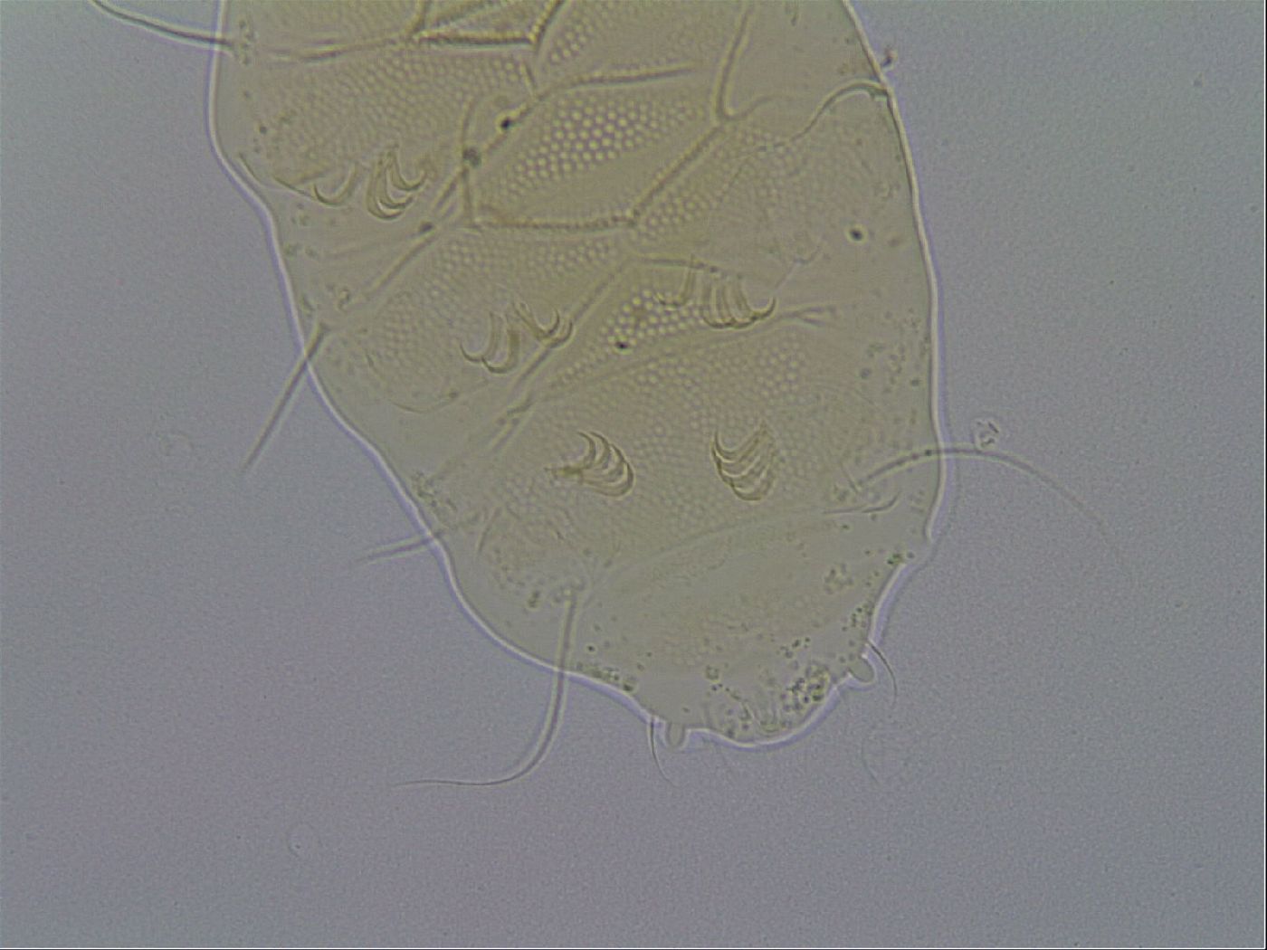 Echiniscus spiniger image