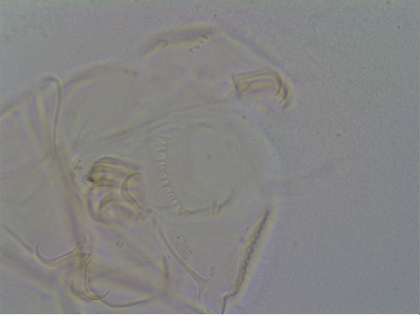 Echiniscus spiniger image