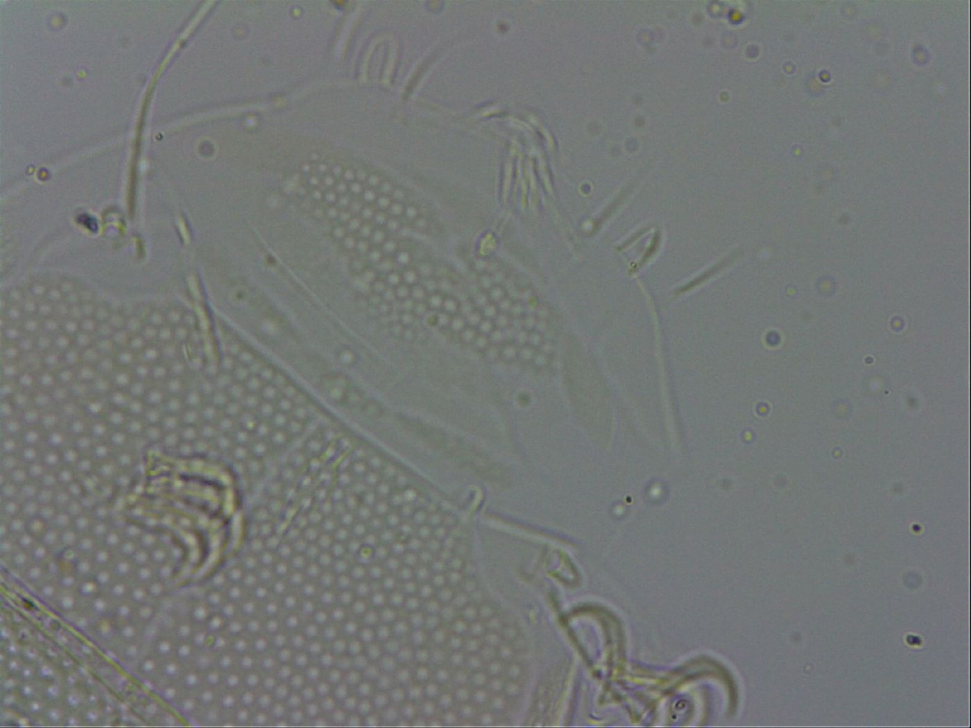 Echiniscus spiniger image