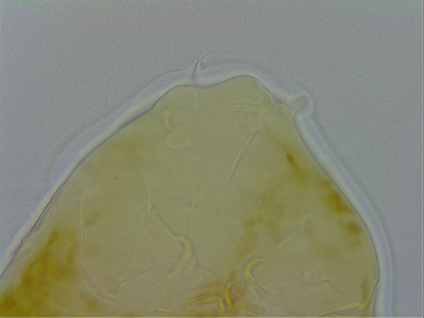 Echiniscus spiniger image
