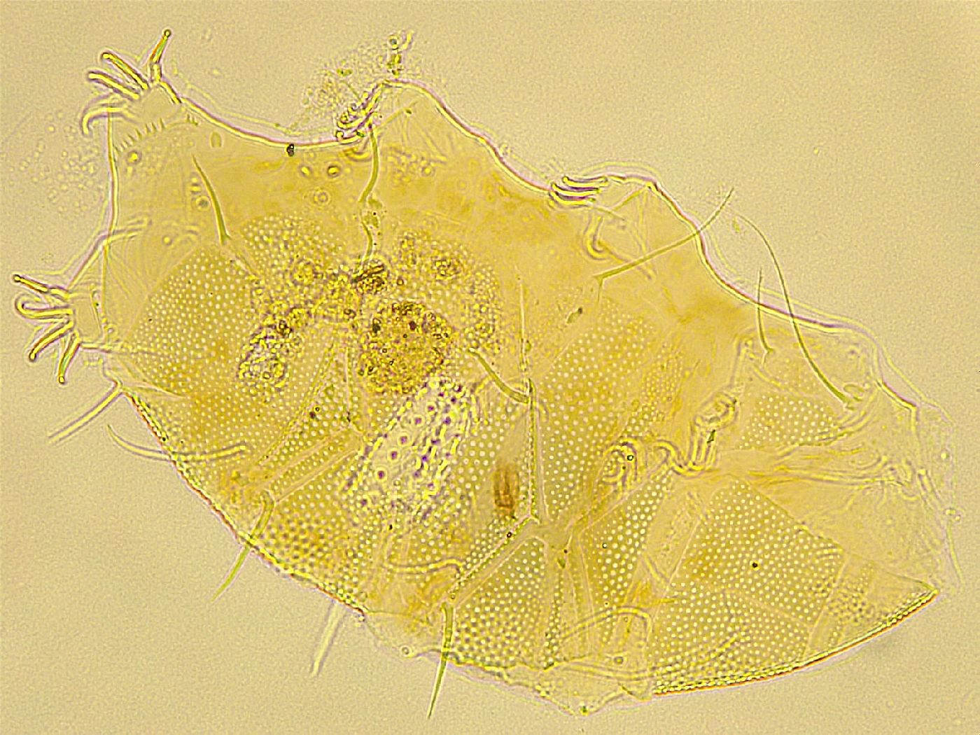 Echiniscus spiniger image