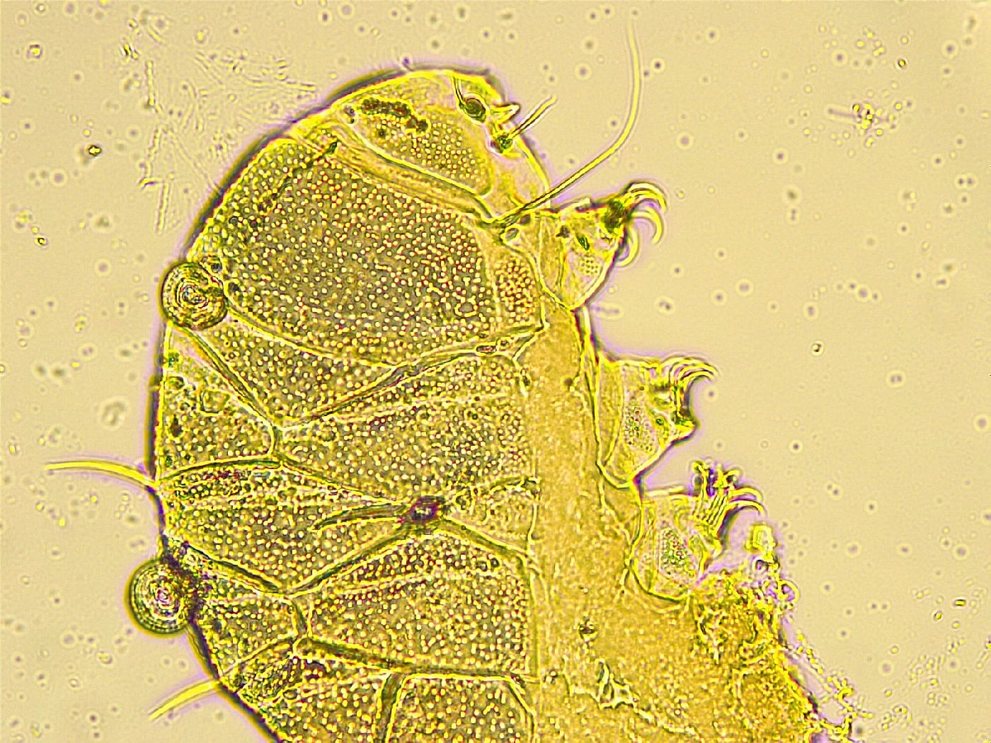 Echiniscus spinulosus image