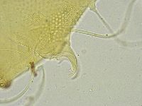 Testechiniscus spinuloides image