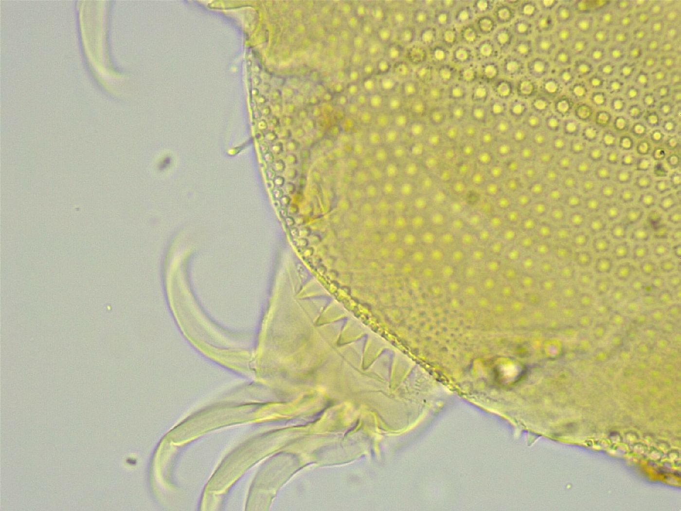 Testechiniscus spinuloides image