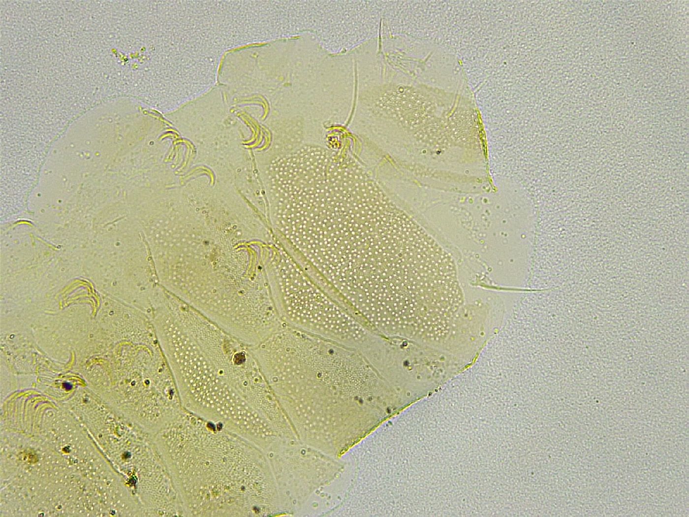 Echiniscus tamus image