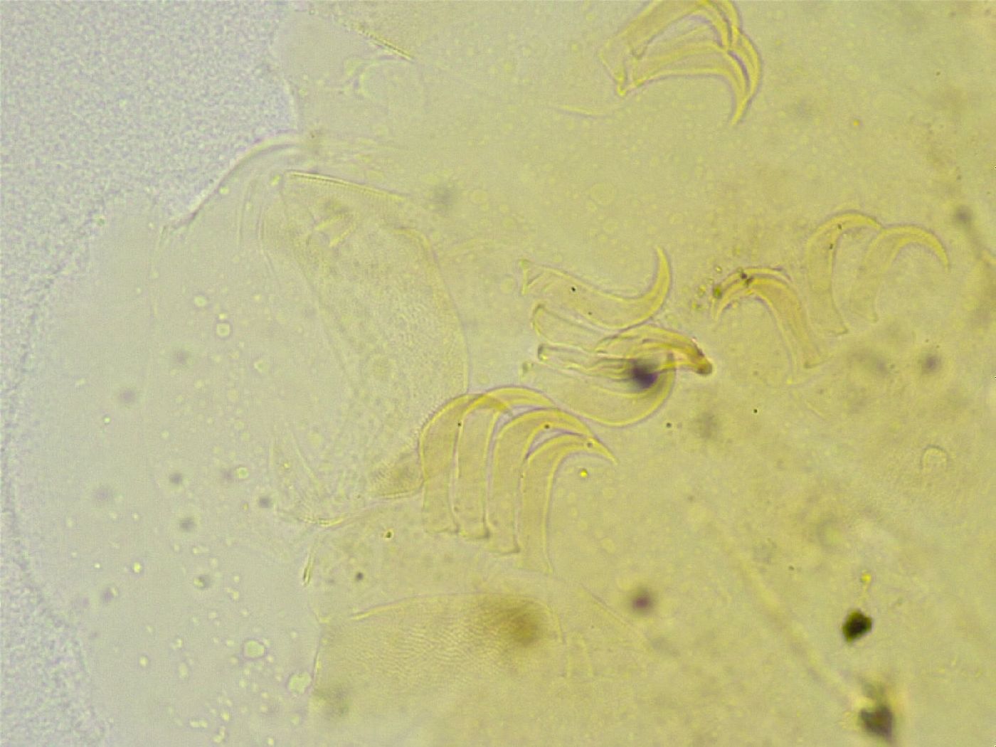 Echiniscus tamus image