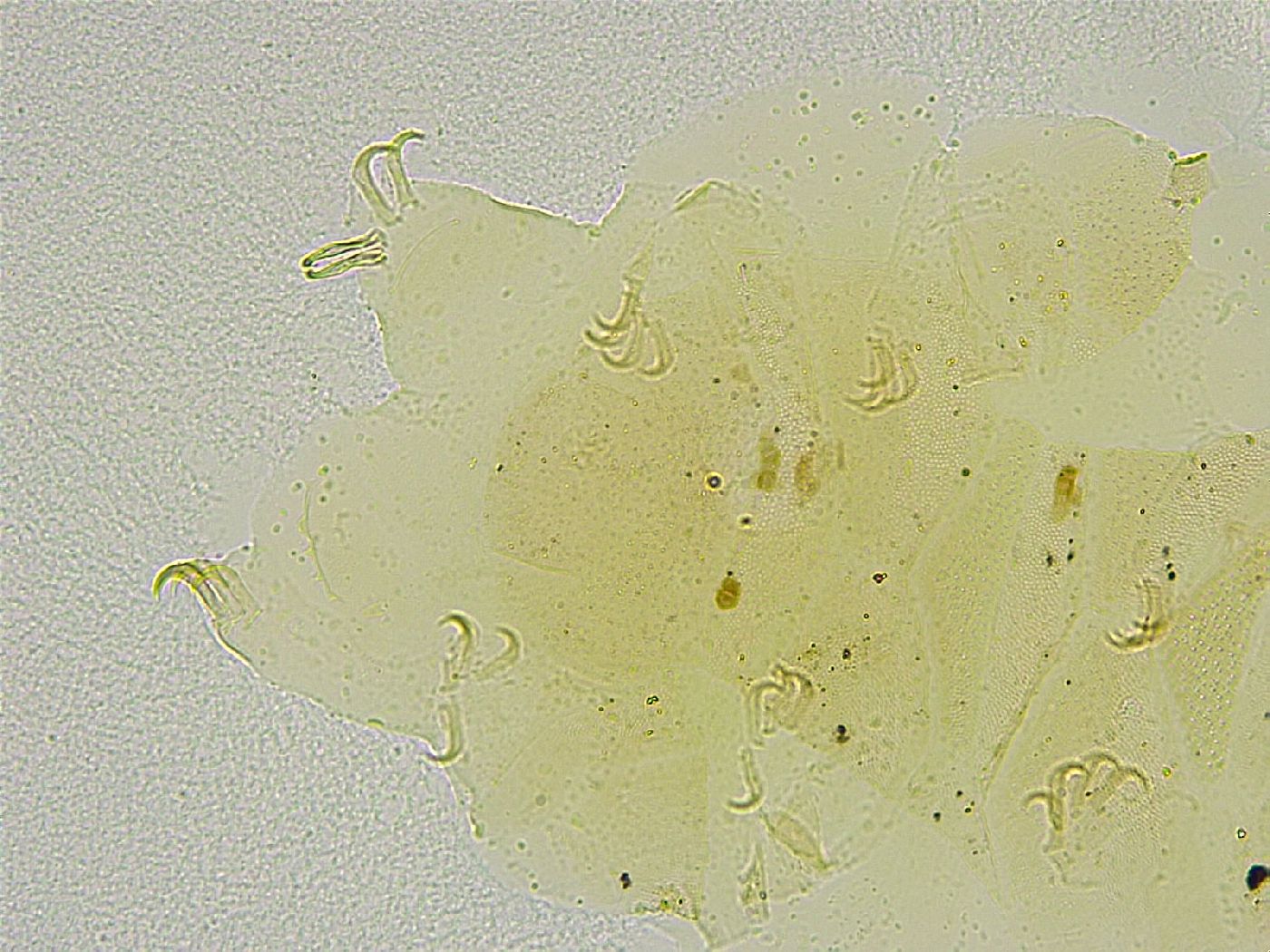 Echiniscus tamus image