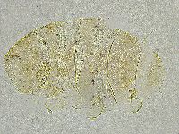 Echiniscus tamus image