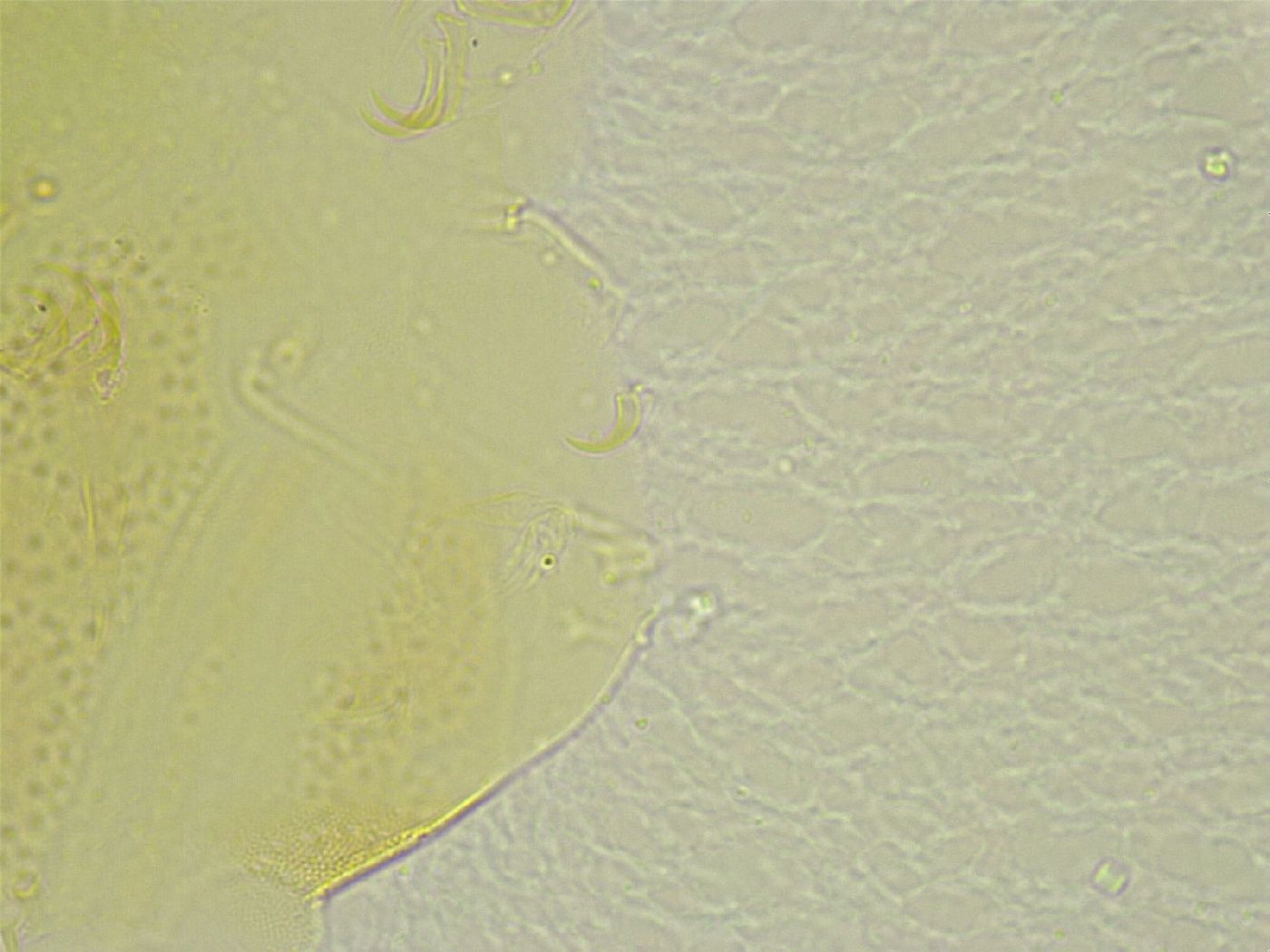 Echiniscus tamus image