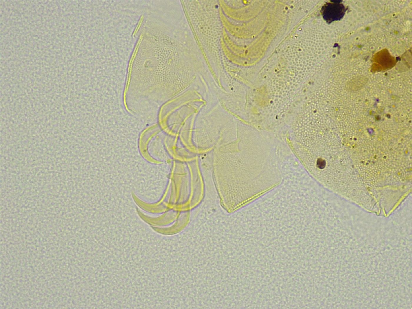 Echiniscus tamus image