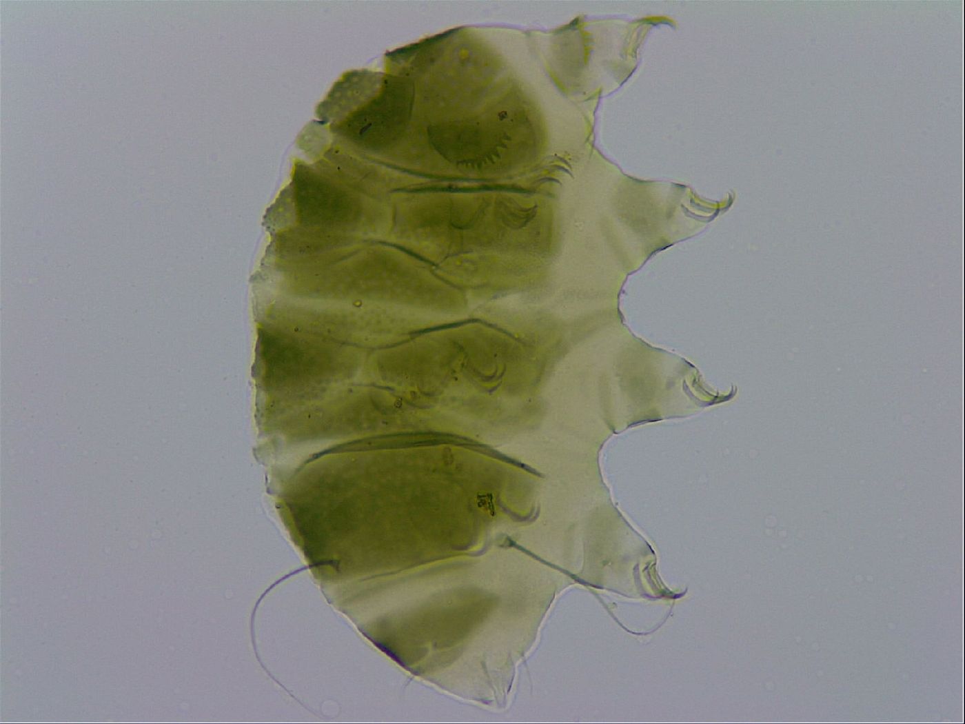 Echiniscus viridissimus image