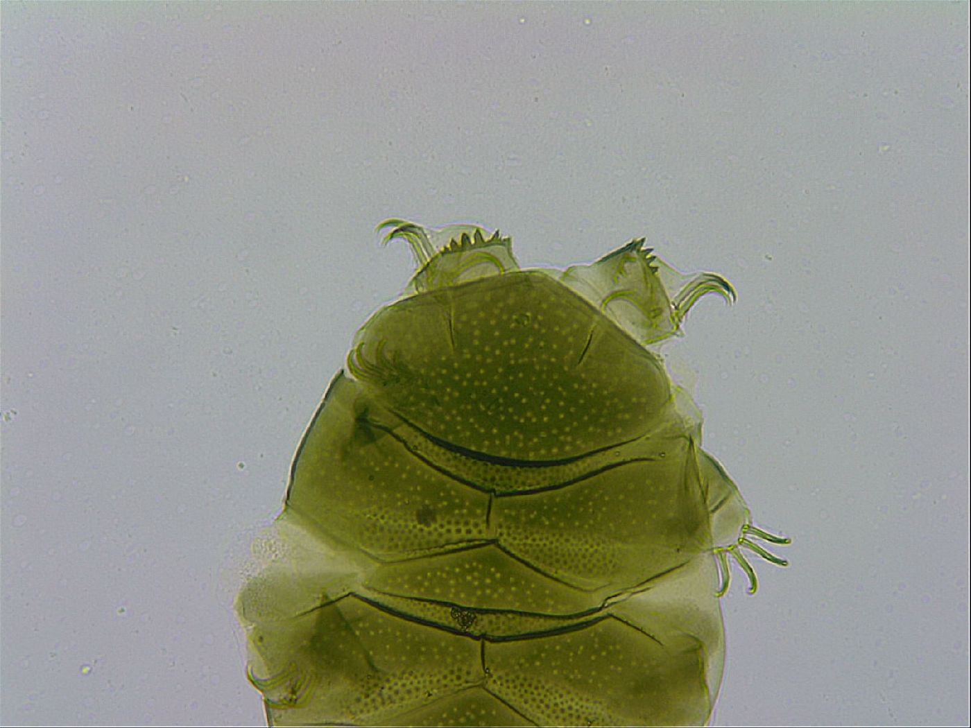 Echiniscus viridissimus image