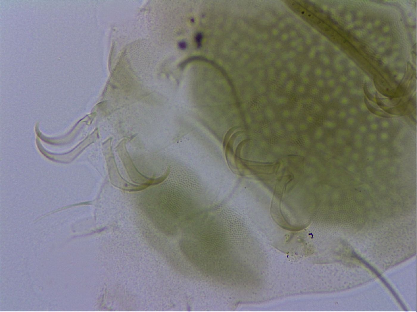 Echiniscus viridissimus image