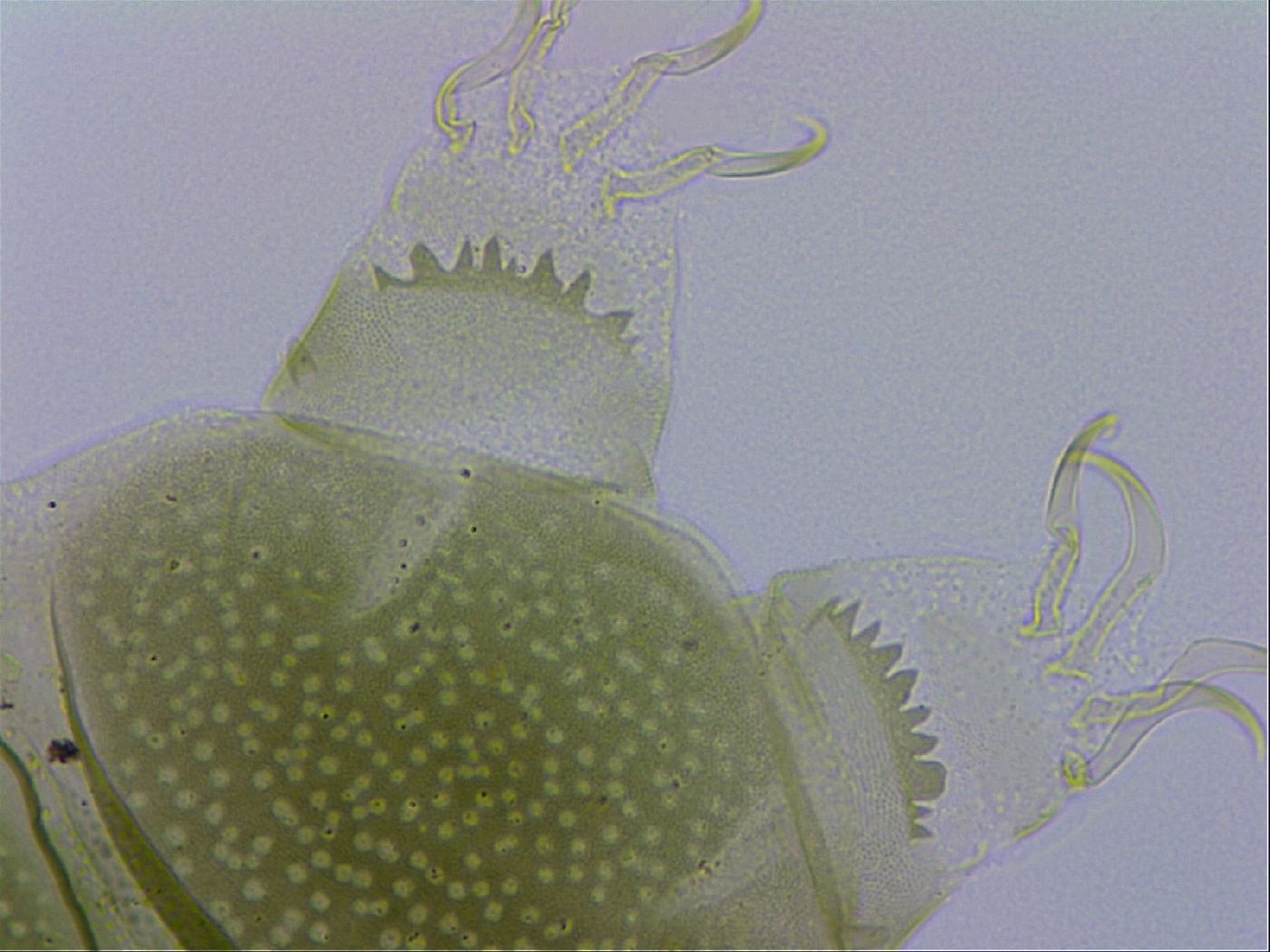 Echiniscus viridissimus image