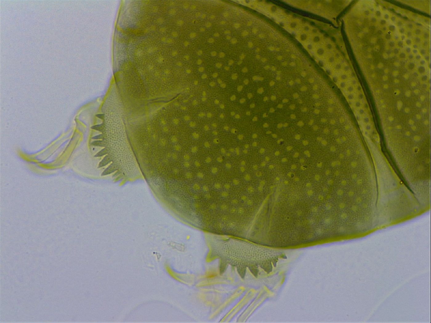 Echiniscus viridissimus image