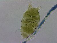 Echiniscus viridissimus image