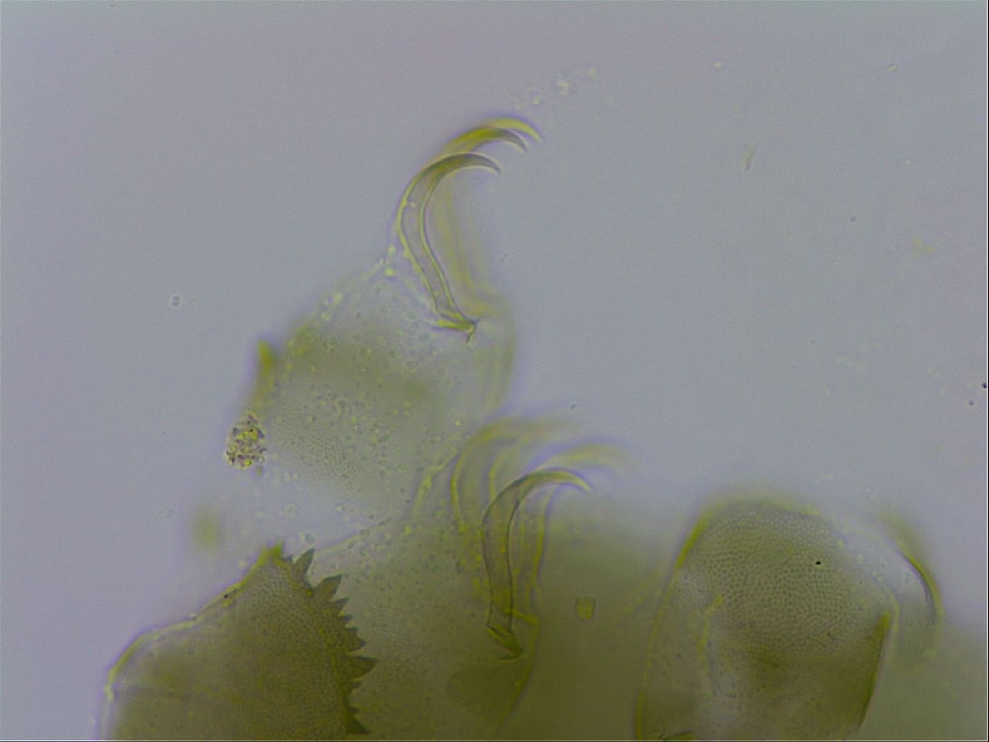 Echiniscus viridissimus image