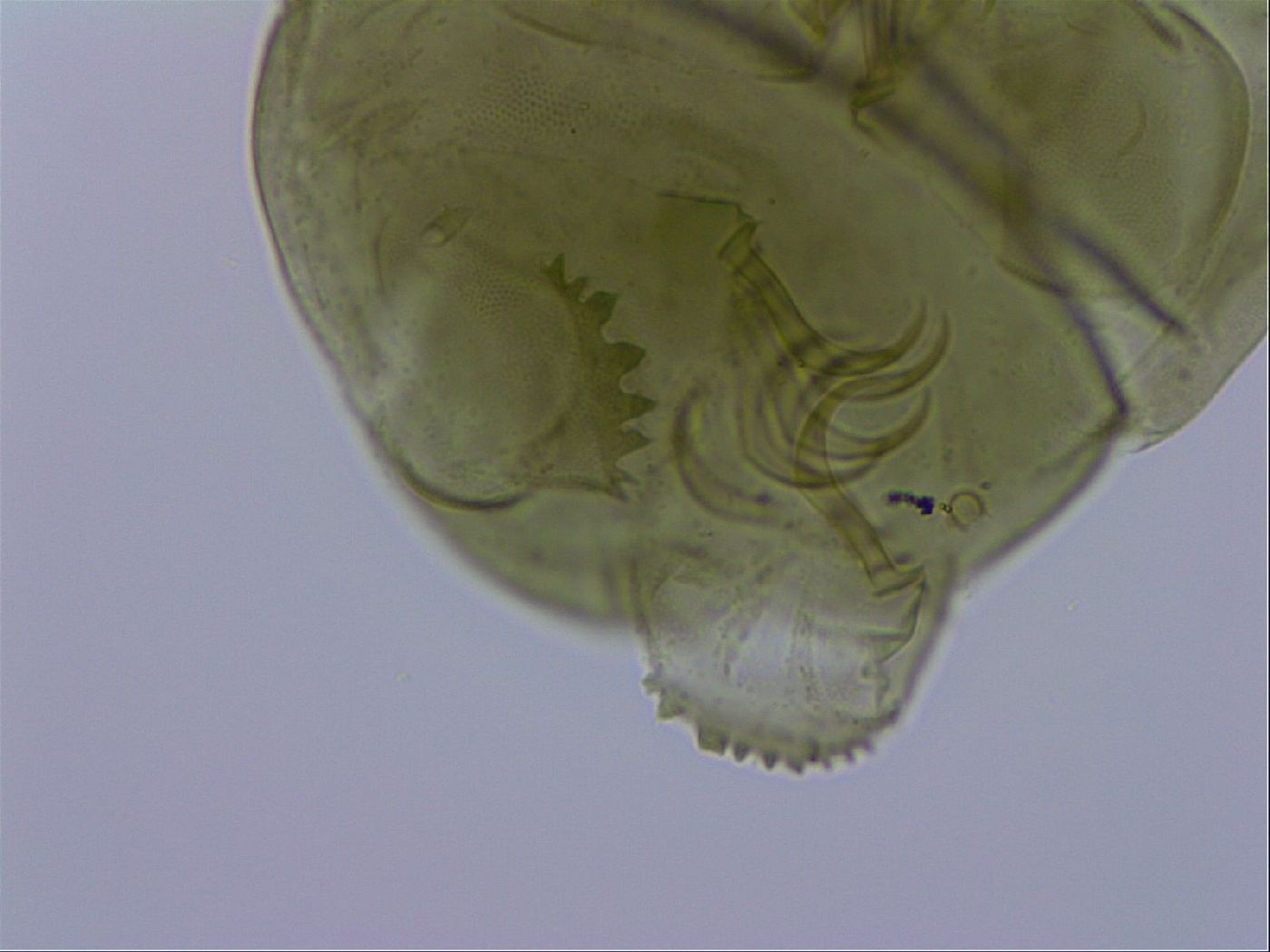 Echiniscus viridissimus image