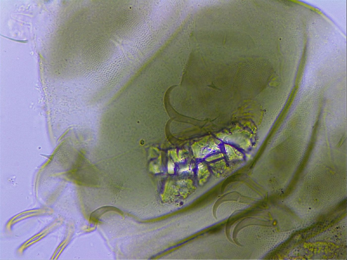 Echiniscus viridissimus image