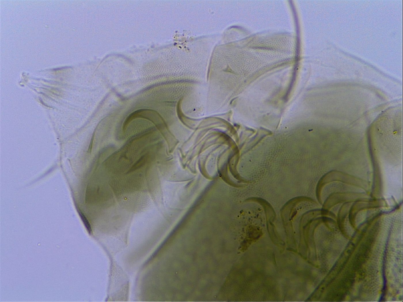 Echiniscus viridissimus image