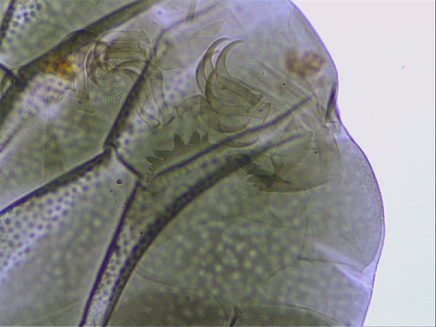 Echiniscus viridissimus image