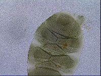 Image of Echiniscus viridis