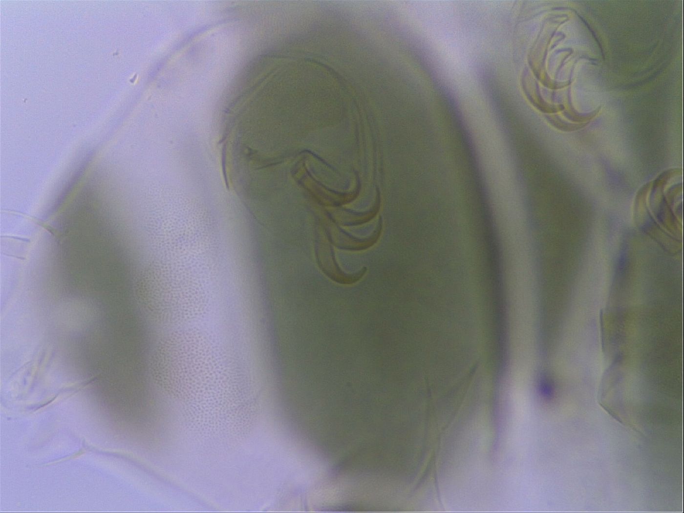 Echiniscus viridis image