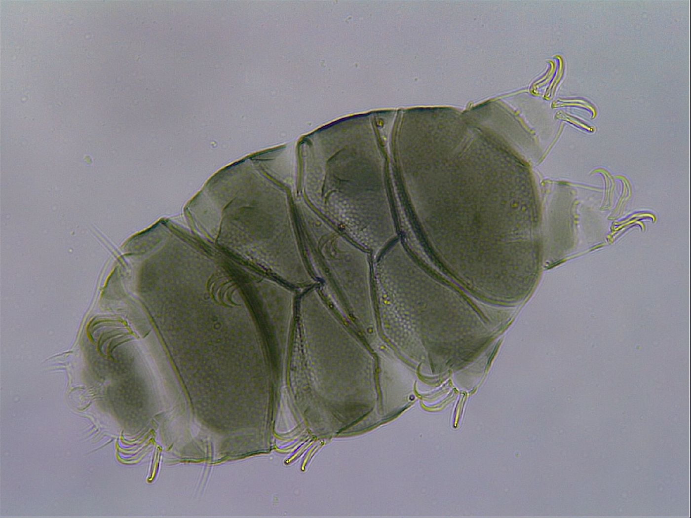 Echiniscus viridis image