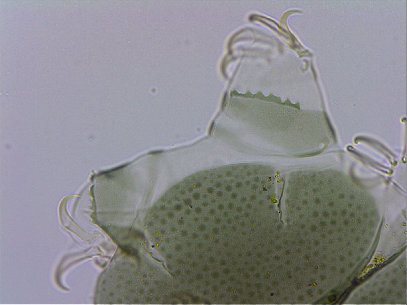 Echiniscus viridis image