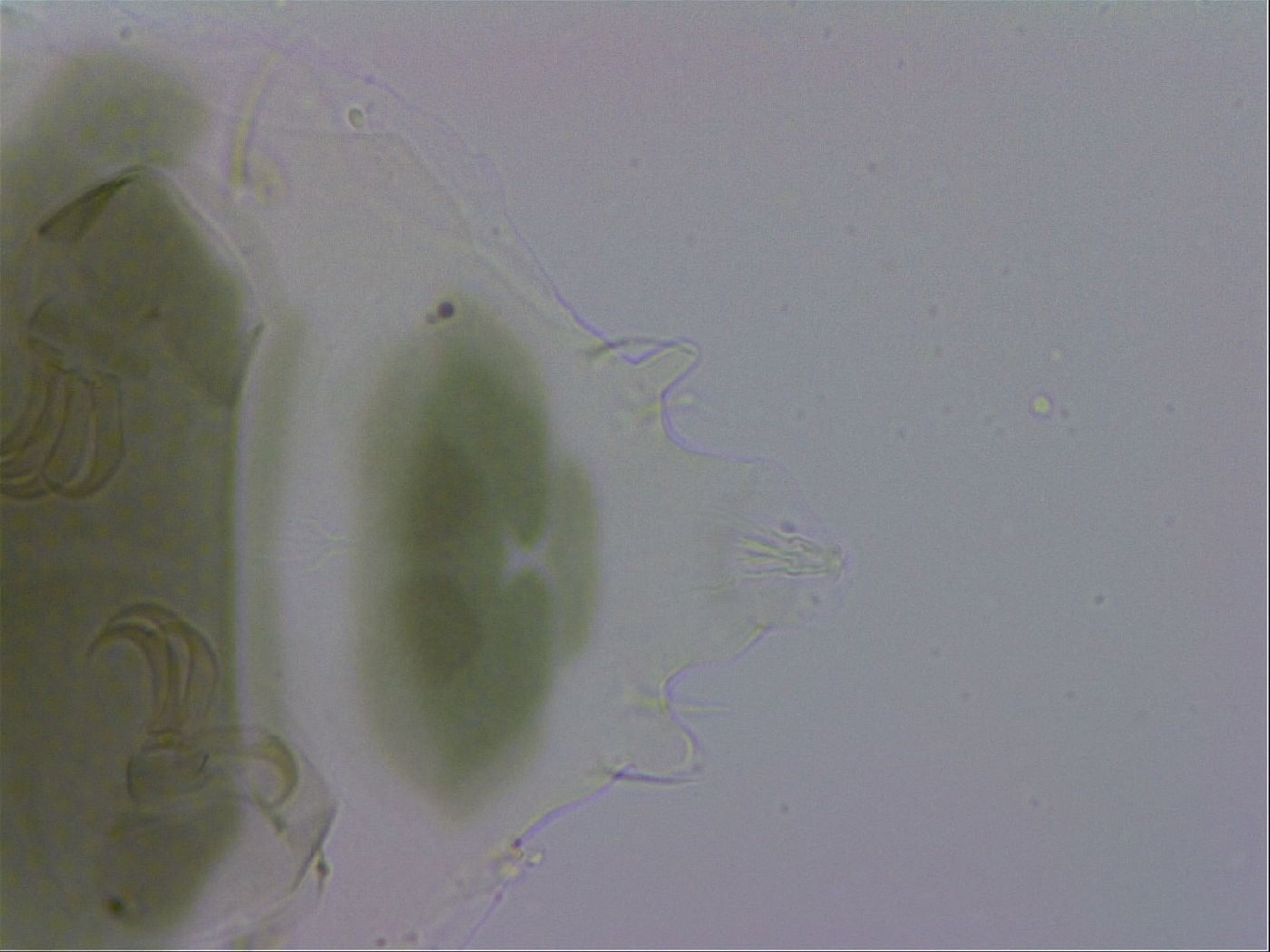 Echiniscus viridis image