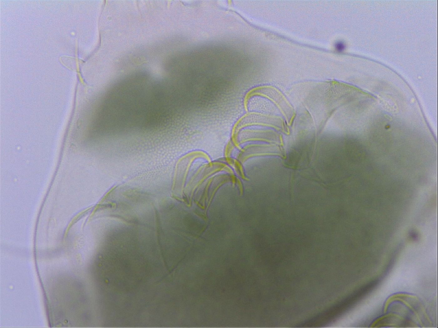Echiniscus viridis image