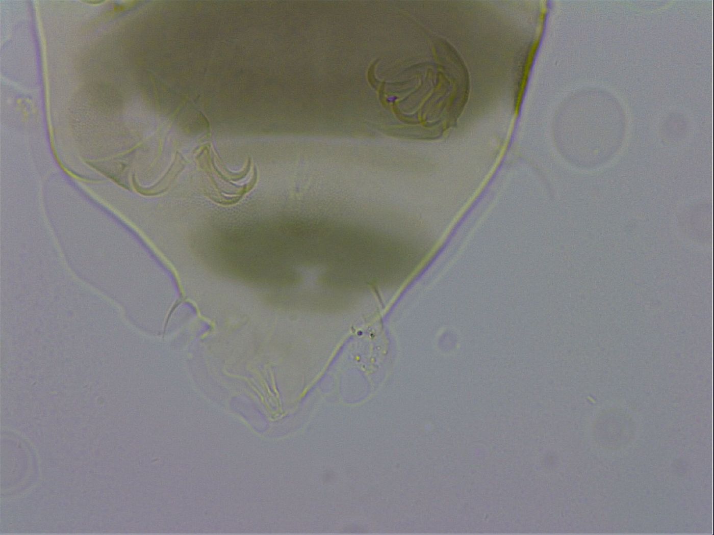 Echiniscus viridis image