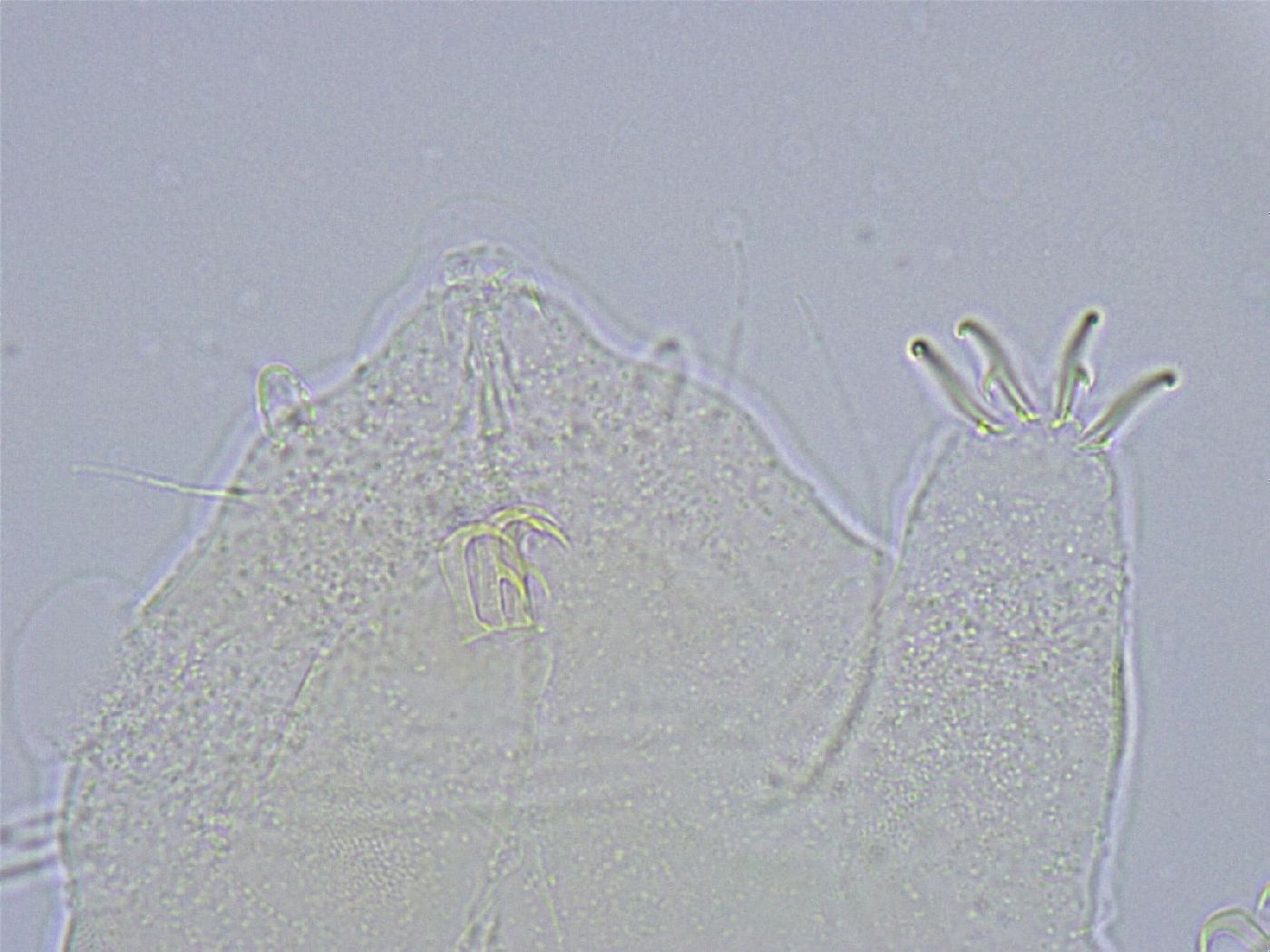 Echiniscus wendti image