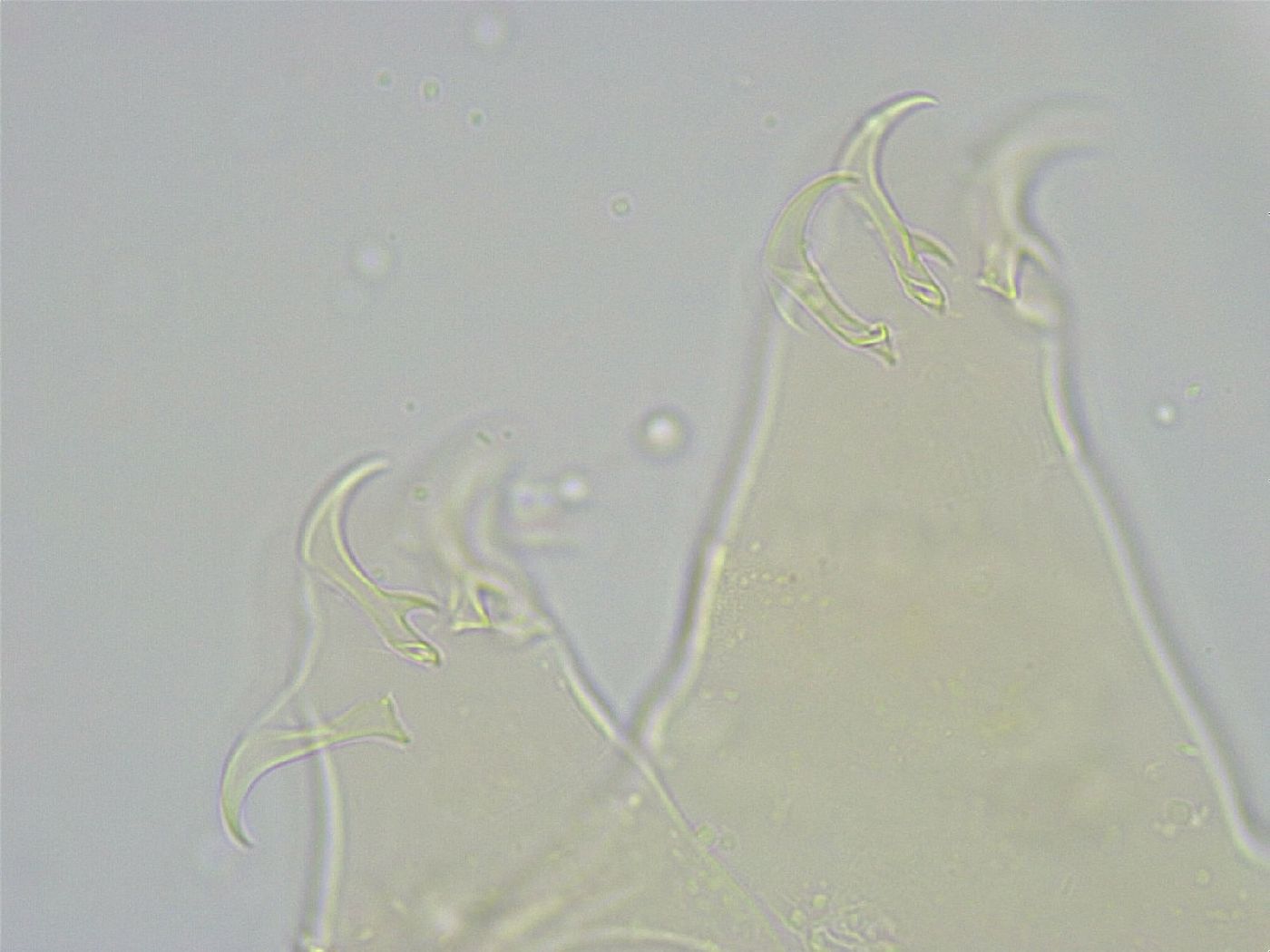 Echiniscus wendti image