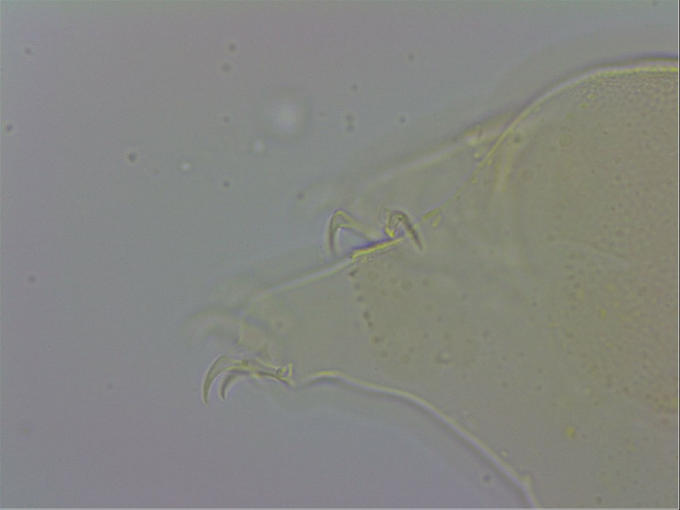 Echiniscus wendti image